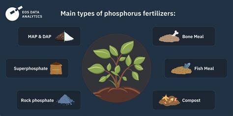 Phosphorus Fertilizers - an overview | ScienceDirect Topics - raincitystudios.com