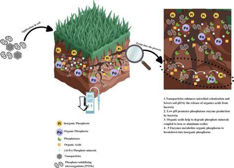 Phosphorus in Organic Agriculture - FiBL - raincitystudios.com
