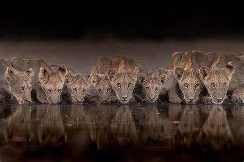 Photograph wildlife underwater with the best … - raincitystudios.com