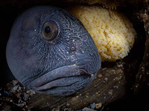 Photographers capture stunning images of underwater life | CNN - raincitystudios.com