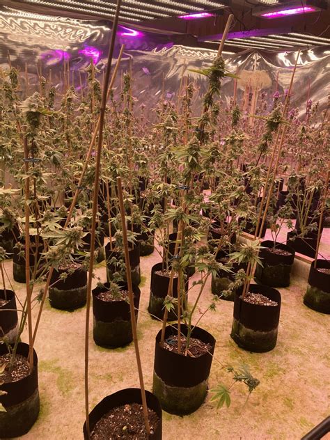 PHOTOS: $2.7M of marijuana plants seized in East Bay