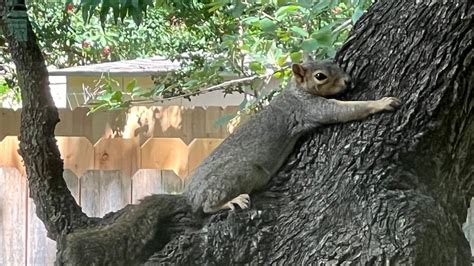 PHOTOS: 'Splooting' squirrel sightings on the rise in Austin, Central Texas as temperatures soar