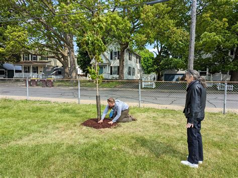 PHOTOS: A tree grows in Glens Falls for Arbor Day