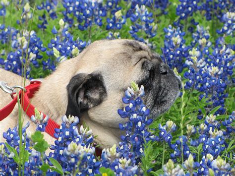 PHOTOS: Dogs enjoying the bluebonnets in Central Texas