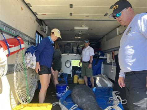 PHOTOS: Florida police rescue young manatee from red tide