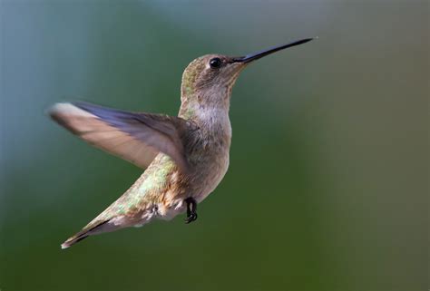 PHOTOS: Hummingbirds take flight in Texas
