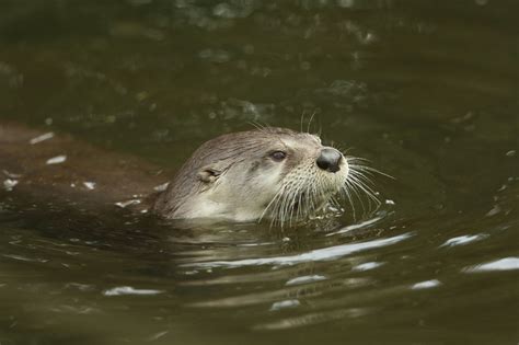PHOTOS: Otter spotted in San Marcos