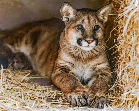 PHOTOS: Rescued mountain lion cubs come to Oakland Zoo