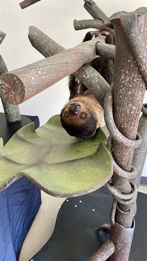 PHOTOS: San Antonio Zoo asks for help naming two sloth pups