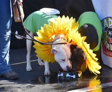 PHOTOS: St. Charles celebrates 4th Paw Parade with pawsome pet fashion