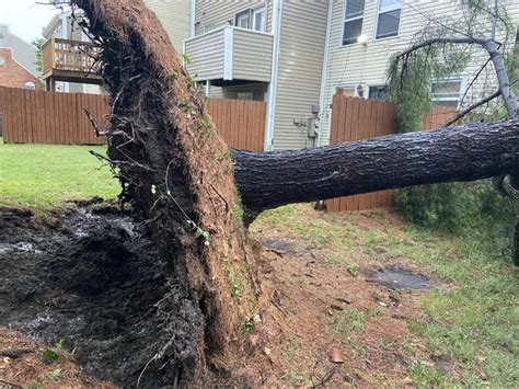 PHOTOS: Tree damage abundant from Saturday's St. Louis-area storms