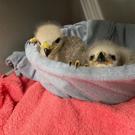 PHOTOS: Two displaced baby red-tailed hawks reunited with parents