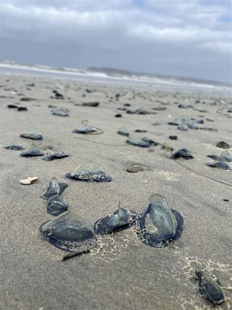 PHOTOS: Velella velellas, or By-the-Wind sailors, spotted on San Diego beaches