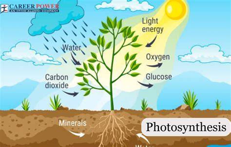 Photosynthesis | Definition, Formula, Process, … - raincitystudios.com