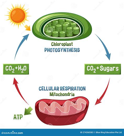 Photosynthesis and Cellular Respiration Overview - Bio 1002 - muktibox.com