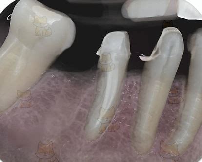 PhoXray | dental Xray AI - coolestguyplanet.net