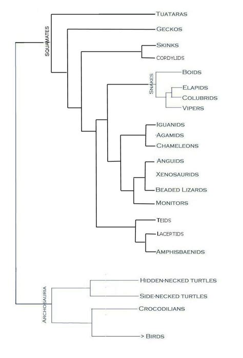 Phylogeny of reptiles and amphibians - WhoZoo - muktibox.com