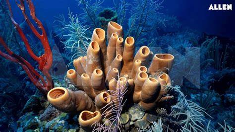 Phylum Porifera | Biology II - Lumen Learning - raincitystudios.com