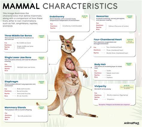 Physiological Characteristics of Mammals | Ecological and … - raincitystudios.com
