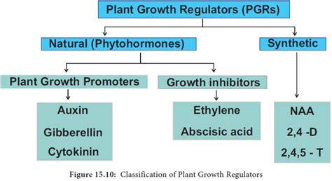 Phytohormones and Plant Growth Regulators - A Review - raincitystudios.com