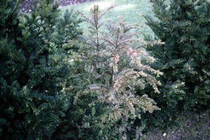 Phytophthora: Managing Outbreaks | RHS Advice - raincitystudios.com