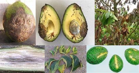Phytophthora Root Rot / Avocado / Agriculture: Pest Management ... - raincitystudios.com