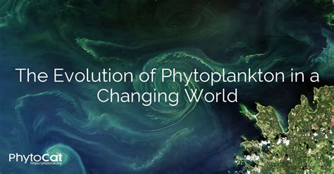 Phytoplankton in a changing world: cell size and elemental ... - muktibox.com