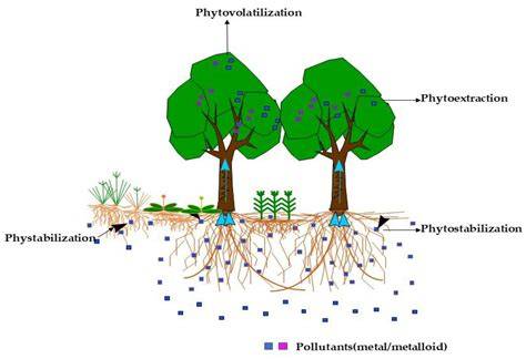 Phytoremediation strategies for the reclamation of tailings and mining ... - raincitystudios.com