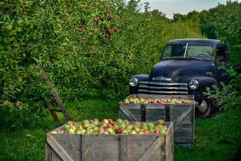 Picking the Best Apple Orchards in Vermont - raincitystudios.com