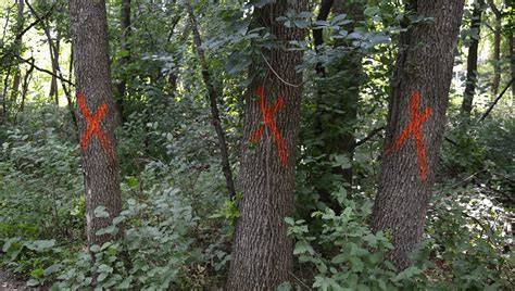 Pictures and Descriptions of Marked Trees - Extension - raincitystudios.com