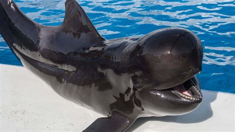 Pilot Whale - Facts, Habitat, Diet, Lifespan, Pictures, and More - muktibox.com
