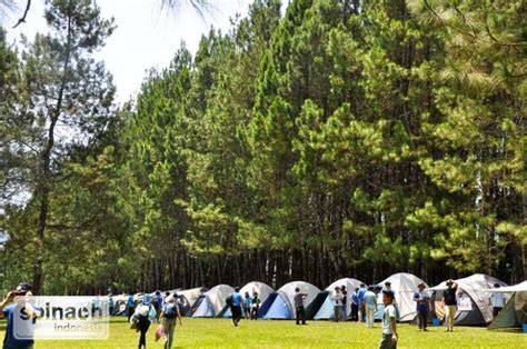 Pine Forest Camp: Aktivitas & Harga Tiket Masuk 2026 - raincitystudios.com