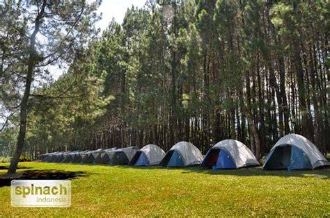 PINE FOREST CAMP – Exclusive Camping Ground - raincitystudios.com