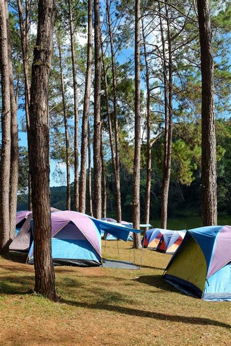 Pine Forest Camping royalty-free images - Shutterstock - raincitystudios.com