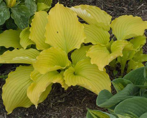 Pine Forest Gardens | Quality Hosta Plants for Sale - raincitystudios.com