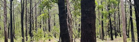 Pine Forest MTB West Loop - AllTrails - raincitystudios.com