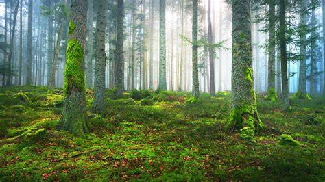 Pine Forest - Highland Camp - raincitystudios.com