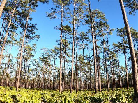 Pine Forests - Nature Play SA - raincitystudios.com