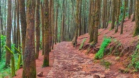 Pine Forests Tourism (Vagamon) (2026) - A Complete Travel Guide - raincitystudios.com