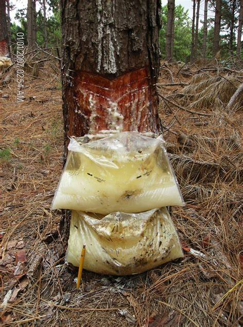Pine oleoresin: tapping green chemicals ... - Wiley … - raincitystudios.com