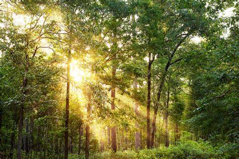 Piney Woods - raincitystudios.com