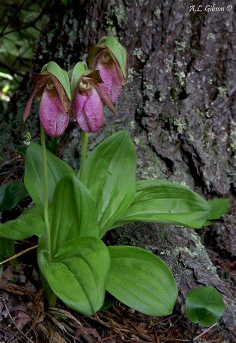 Pink Lady's Slipper - US Forest Service - raincitystudios.com