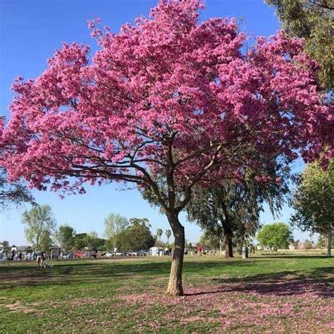 Pink Tabebuia (Rosy Trumpet Tree) - Tabebuia rosea - raincitystudios.com