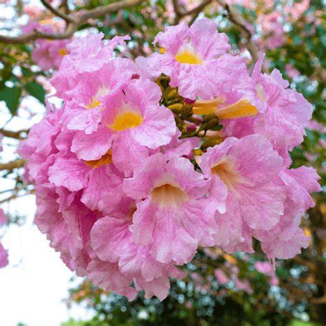 Pink Trumpet Tree - Naples Tree Walk - raincitystudios.com