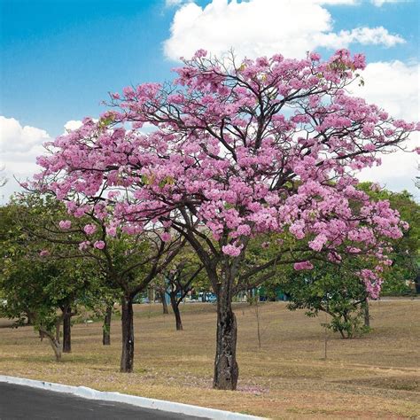 PINK TRUMPET TREES - Pedal and Tring Tring - raincitystudios.com