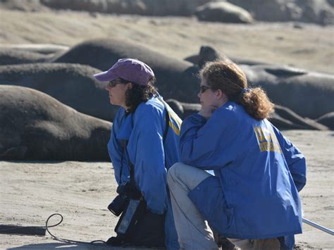 Pinniped Communication | SpringerLink - muktibox.com