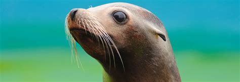 Pinniped Conservation - Ocean Connections - muktibox.com
