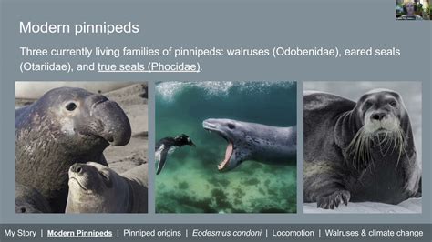 Pinniped Diversity, Evolution, and Adaptations - Oxford Academic - muktibox.com