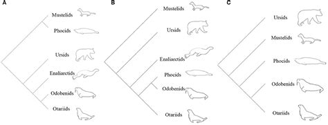 Pinniped Evolution and Phylogenetics - Nature - muktibox.com