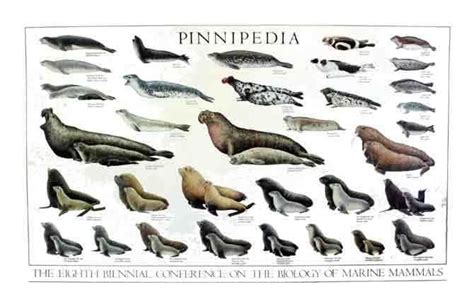 Pinniped Life History | SpringerLink - muktibox.com